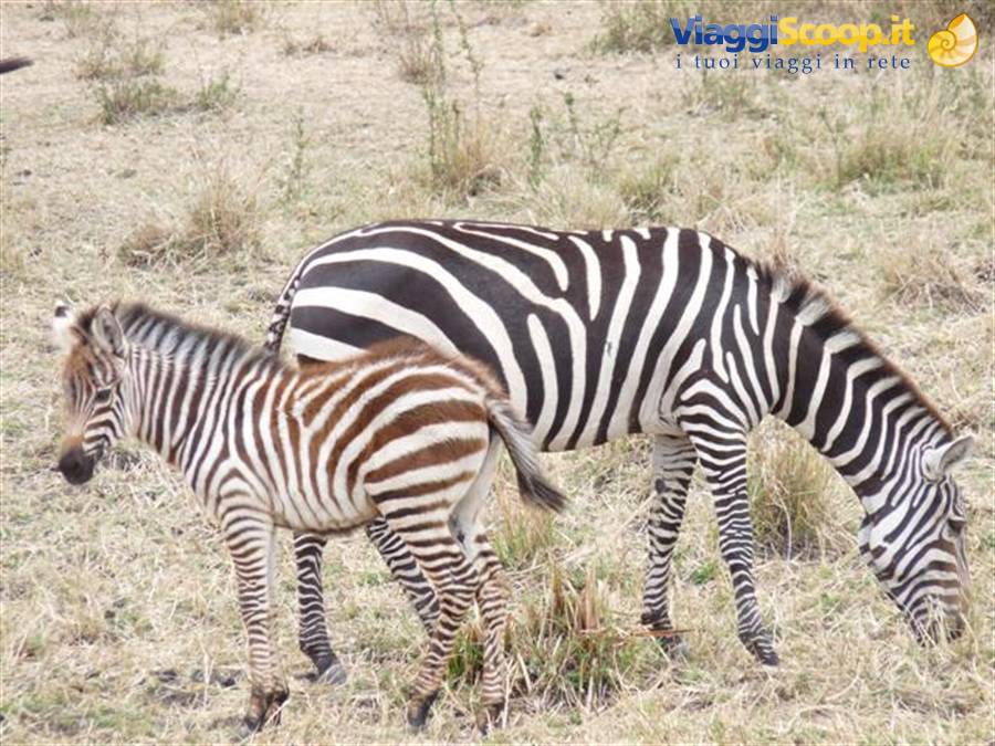 Adult zebra and foal grazing on dry savanna grass