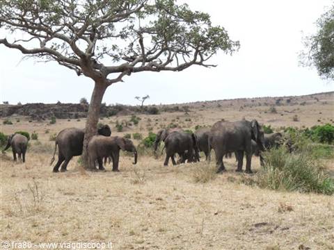 Herd of elephants under a large tree in dry savanna