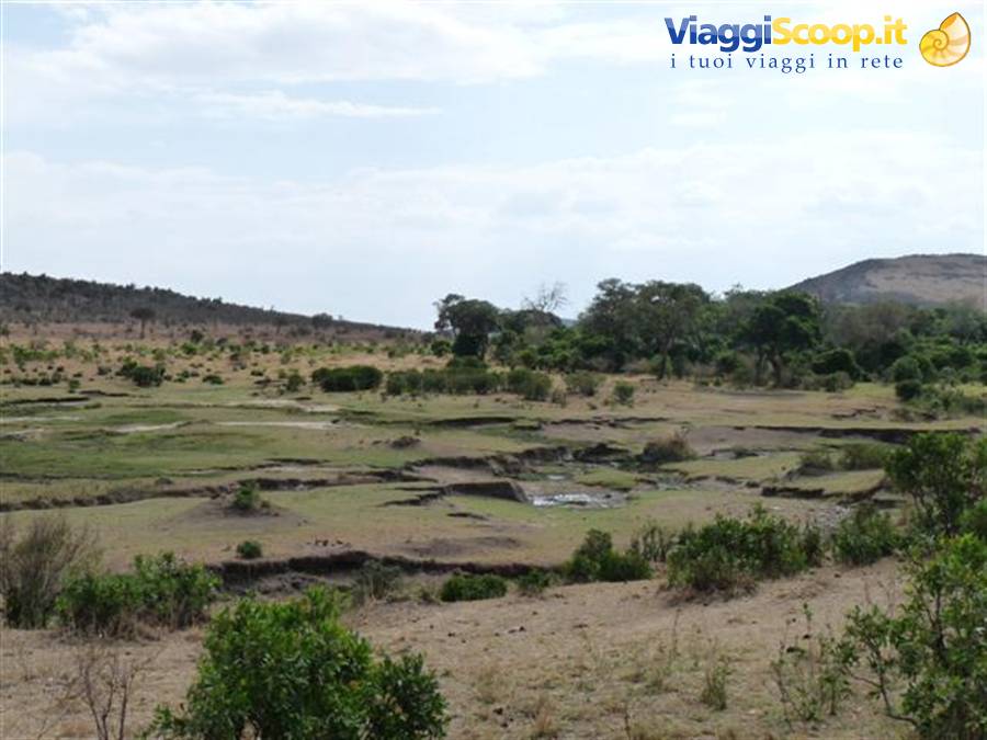 Open savanna with scattered shrubs and trees, dry ground under cloudy sky