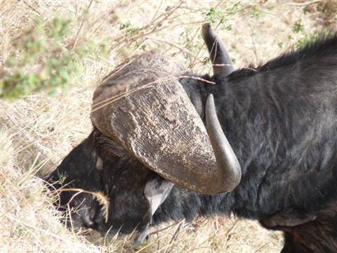 Buffalo with large curved horns grazing among dry grass