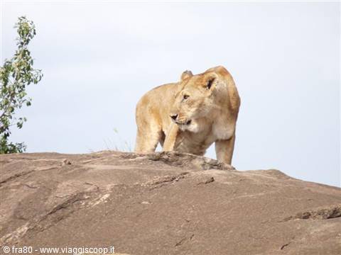 Lioness standing on a grey rock, green trees behind