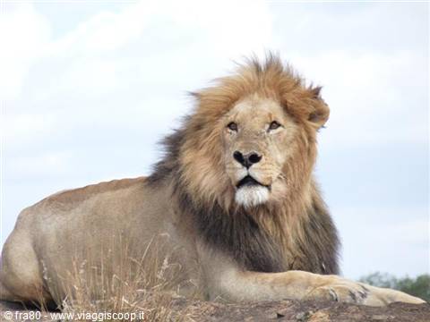 Male lion with dark mane lying on dry grass under cloudy sky