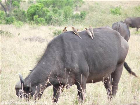 Grazing buffalo with oxpecker birds perched on its back in the savannah