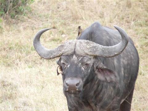 African buffalo with huge curved horns stares at camera among dry grass