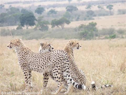 Three cheetahs alert in the dry savannah grass
