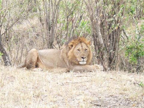 Male lion resting on dry grass among bushes, natural daylight