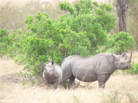 Rhino with calf among green bushes and dry savanna grass