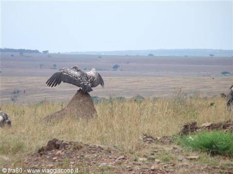 A vulture spreads its wings on a mound in the grassy savanna