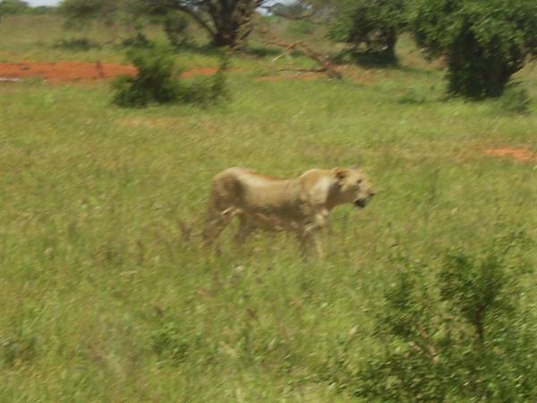Lioness walking through tall grass among bushes and red soil, African savanna