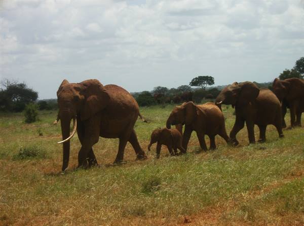 Herd of elephants with calves walking through savanna grassland
