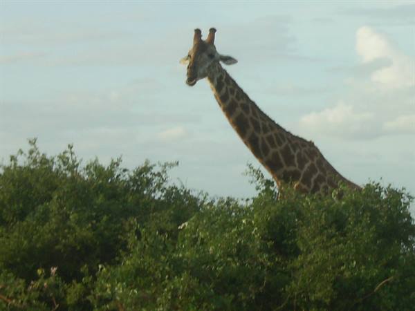 Giraffe stretches its neck above green bushes under cloudy sky
