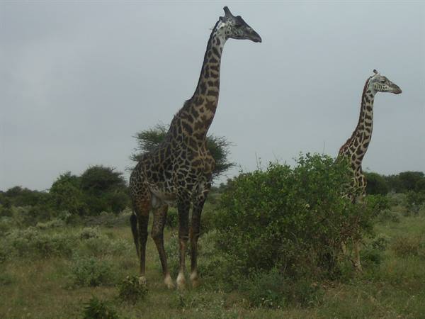 Two giraffes among bushes and acacia trees in savanna under grey sky