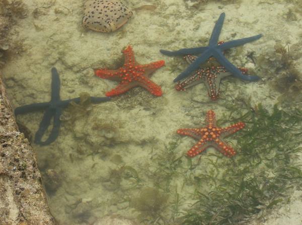 Red and blue starfish in shallow sandy water with green algae