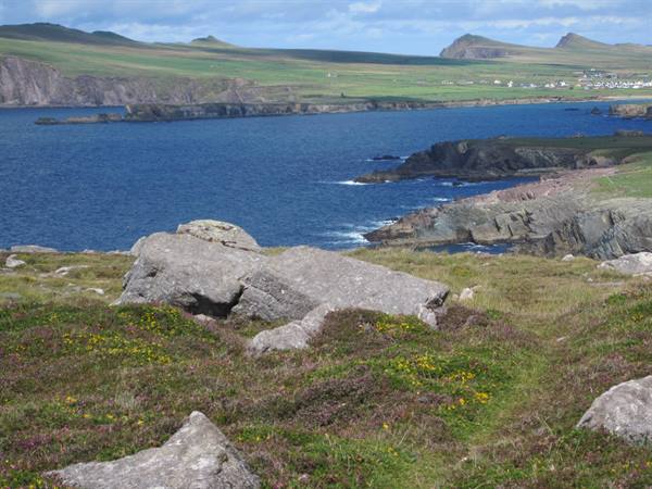 Rocks among yellow flowers on the green Dingle Peninsula coast