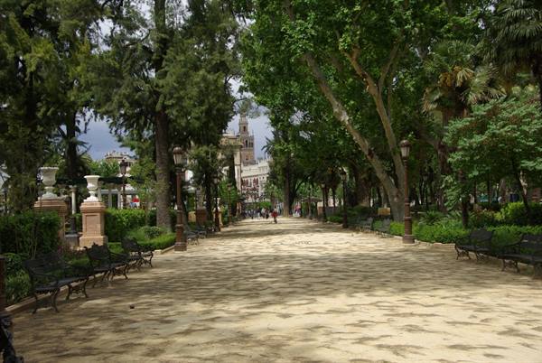 Tree-lined promenade with wrought-iron benches, Seville's Giralda tower in the distance