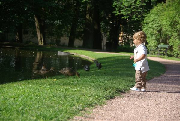 Toddler with pacifier watches ducks on the grass in a park
