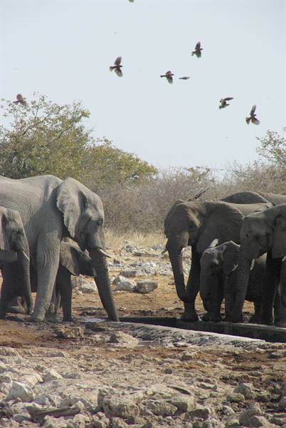 The elephants