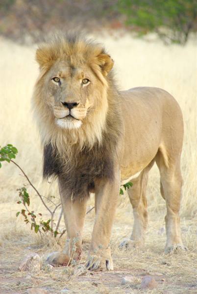 The king