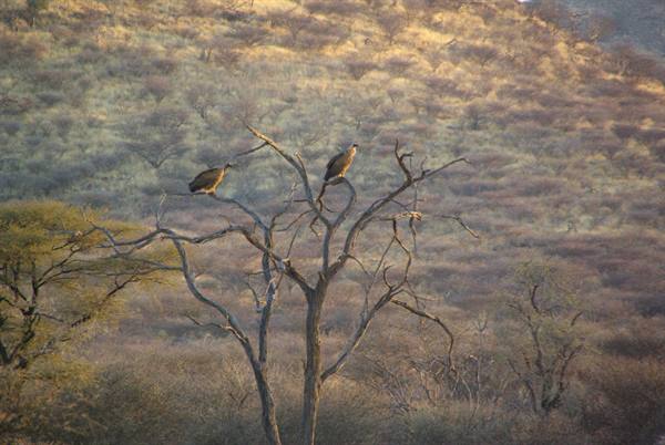 Vultures