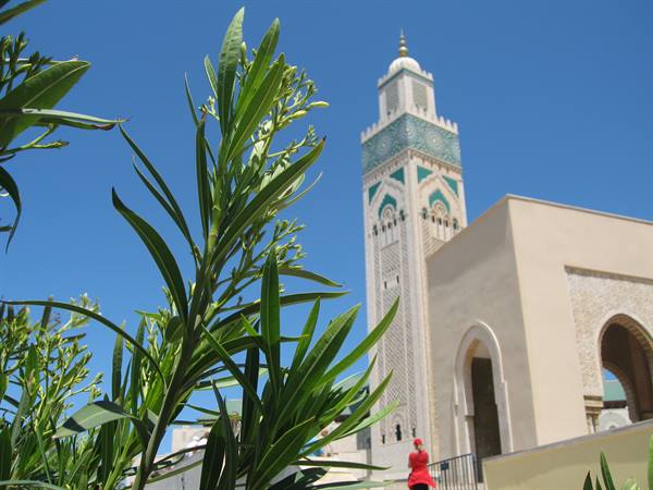 Green fronds in front of Hassan II Mosque minaret under blue sky