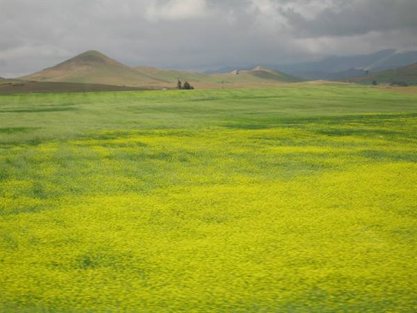 Yellow flower field beneath bare hills and cloudy sky