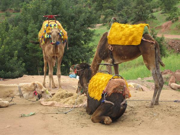 Camels with decorated yellow saddles rest on sandy ground among green trees