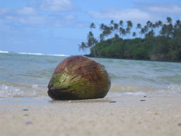 Green coconut on the sand, waves and palm trees behind