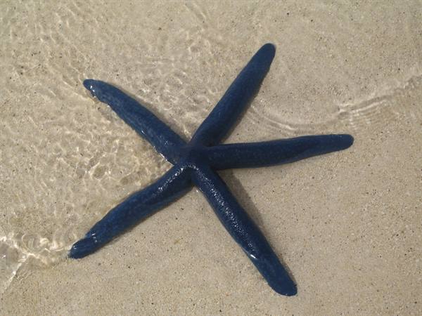 Blue starfish wet by clear shallow water on pale beach sand