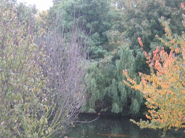 Bare branches and orange autumn leaves above the dark water of a pond