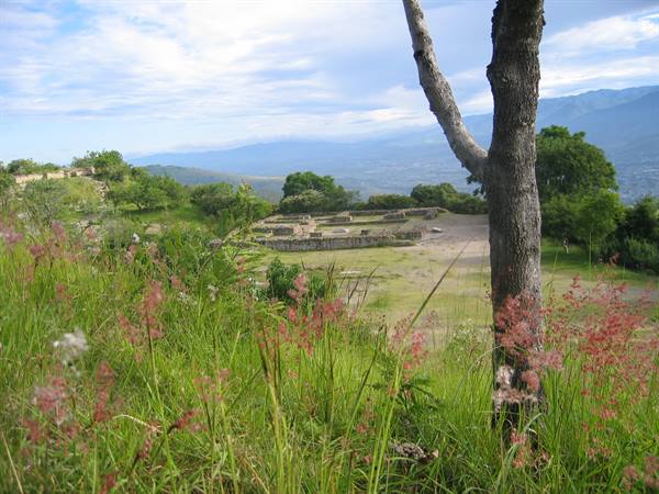 Flowering grass and tree trunk before stone ruins in a mountain valley