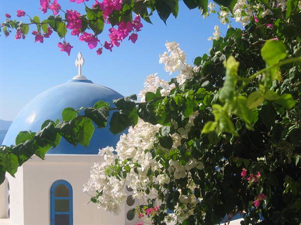 White church with blue dome among flowering bougainvillea in Santorini