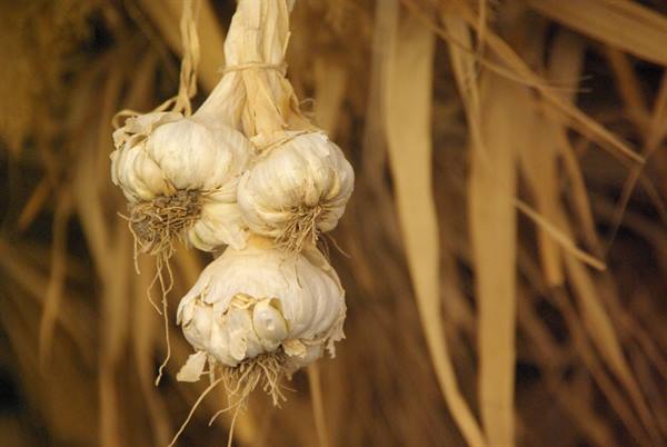 Three dried garlic bulbs hanging on a string among corn leaves