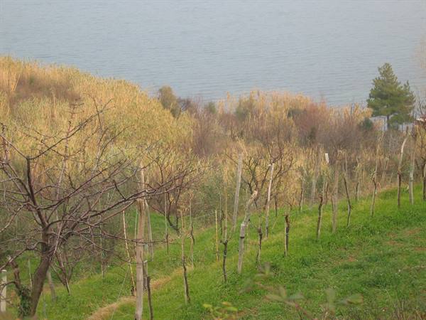 Postojna