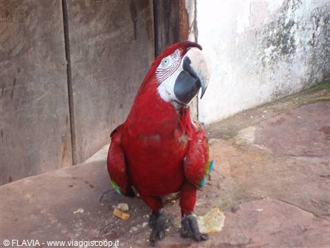 Waky the thirty-year-old parrot
