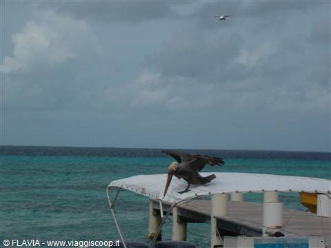 PELICAN