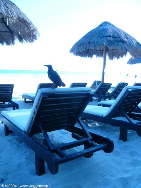 Black bird on white wooden lounger among straw umbrellas on the beach sand