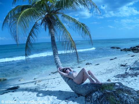 Woman in bikini lying on a curved palm tree trunk by the sea