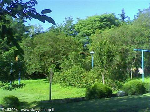 Green park with dense trees, blue poles and sunny lawn