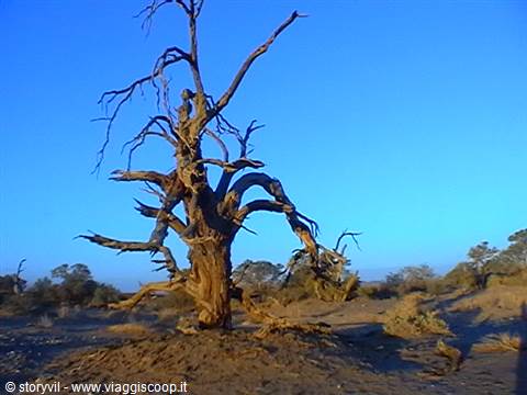 Gnarled dead tree in the desert, bare branches, golden light on sand
