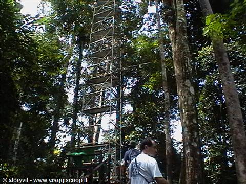 aluminium structure to admire the jungle from the top of the trees