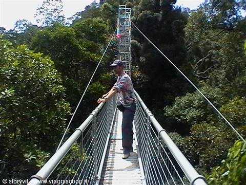 Tourist on suspended metal canopy walkway above dense rainforest trees