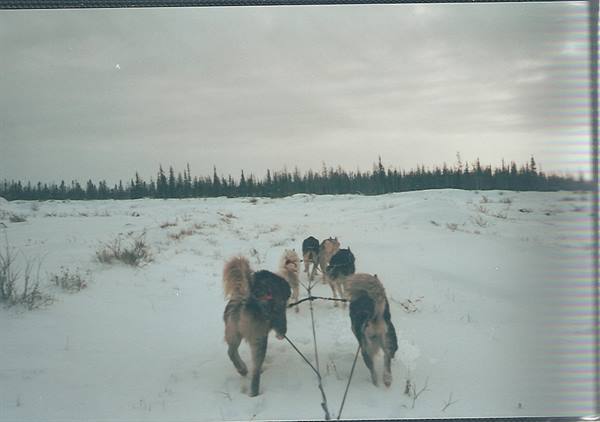 Husky team pulling a sled across snow before a boreal forest