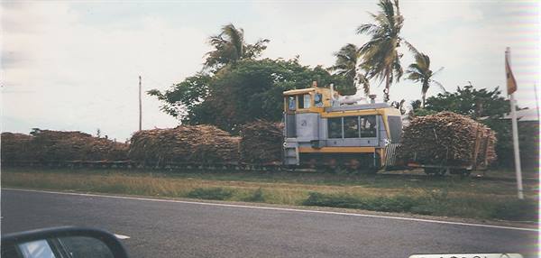 Yellow locomotive hauling sugarcane wagons beside the road, palm trees
