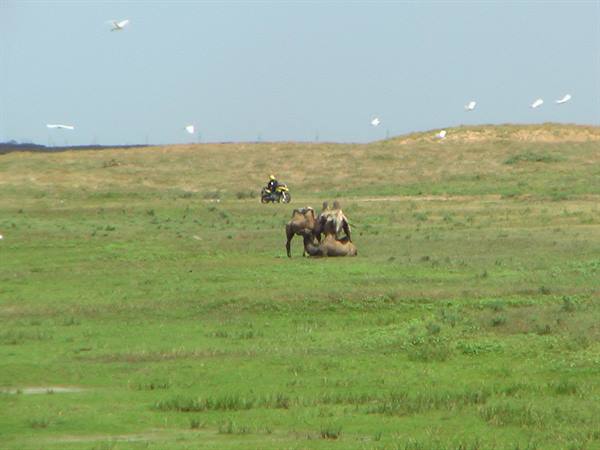 Camels resting on green grassland, white egrets flying, motorcyclist in distance