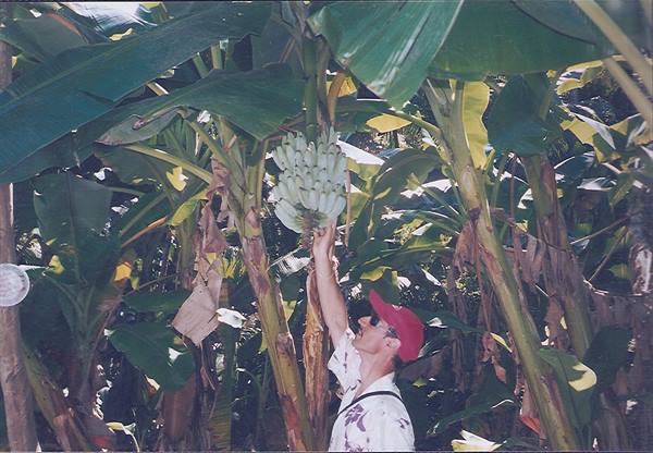 Man in red cap touching a large bunch of bananas among banana trees