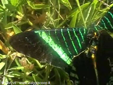 Urania butterfly resting on green leaves, black wings with green stripes
