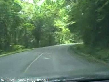 Asphalt road winding through dense tropical forest, shot from moving windshield