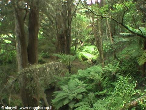 Giant ferns and moss-covered trees in a temperate rainforest