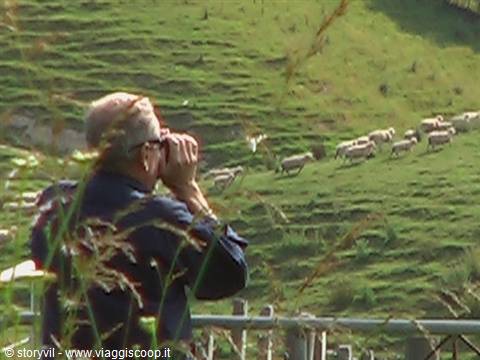 Tourist with camera photographing sheep flock on green hillside