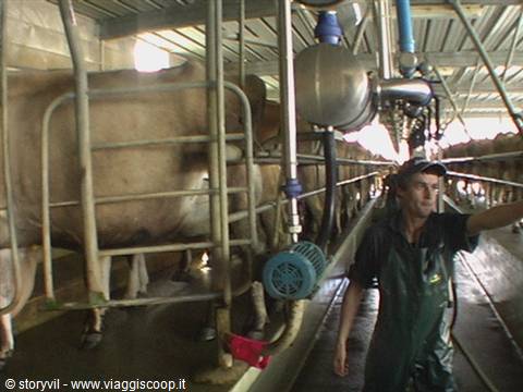 cows at milking time